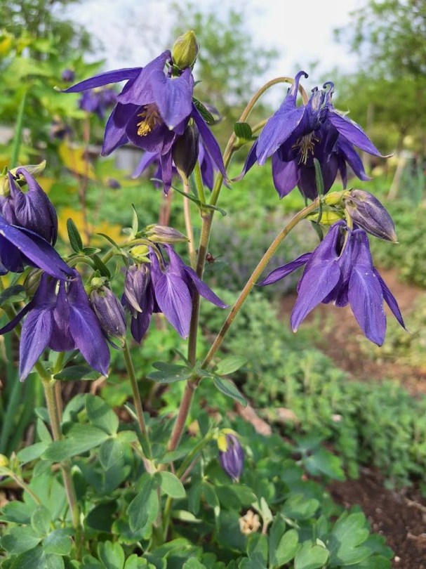 Alpesi harangláb - Havasi harangláb, Aquilegia alpina, virág